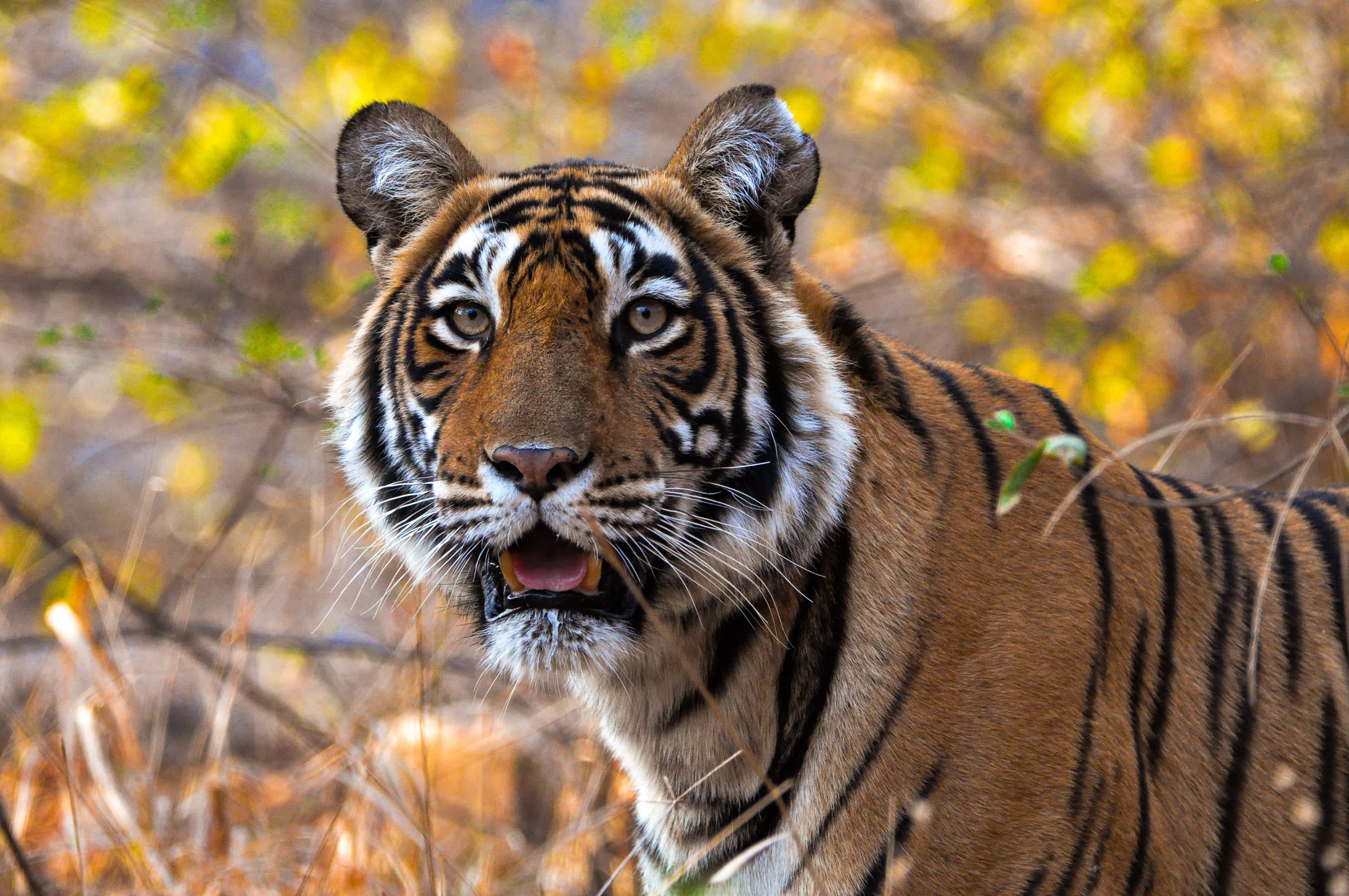 Ranthambore Tiger Safari, Rajasthan